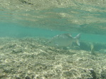 2008_08_HanaumaBay_Underwater/pict0083.jpg
