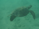2008_08_HanaumaBay_Underwater/pict0084.jpg