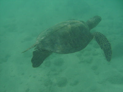 diaporamas/2008_08_HanaumaBay_Underwater/pict0084.jpg