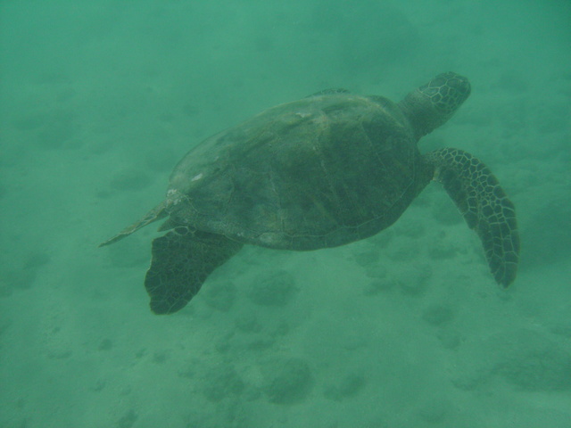 diaporamas/2008_08_HanaumaBay_Underwater/pict0084.jpg