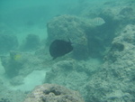 2008_08_HanaumaBay_Underwater/pict0084b.jpg