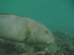 2008_08_HanaumaBay_Underwater/pict0093.jpg