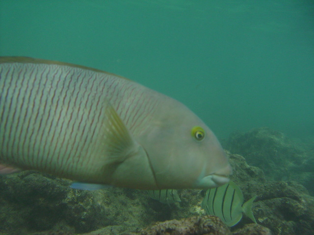 2008_08_HanaumaBay_Underwater/pict0093.jpg