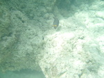 2008_08_HanaumaBay_Underwater/pict0094.jpg