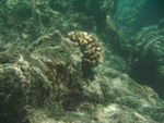 2008_08_HanaumaBay_Underwater/pict0106.jpg