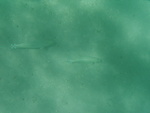 2008_08_HanaumaBay_Underwater/pict0112.jpg