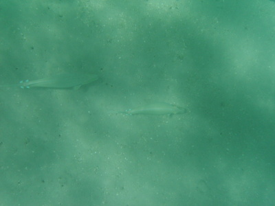diaporamas/2008_08_HanaumaBay_Underwater/pict0112.jpg