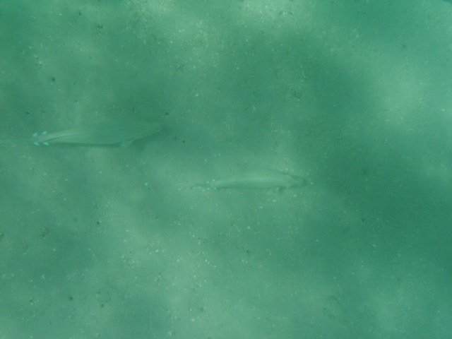 2008_08_HanaumaBay_Underwater/pict0112.jpg