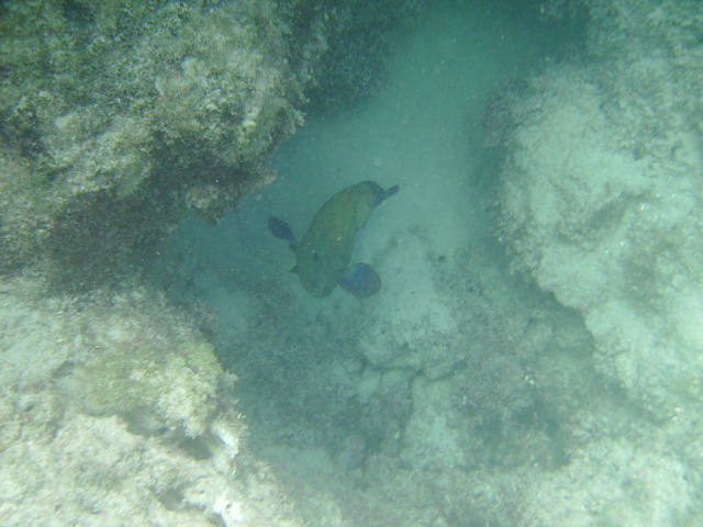 diaporamas/2008_08_HanaumaBay_Underwater/pict0122.jpg