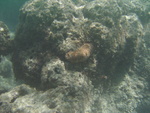 2008_08_HanaumaBay_Underwater/pict0129.jpg