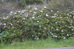 2008_10_10_Kauai_Waimea/img_0997.jpg