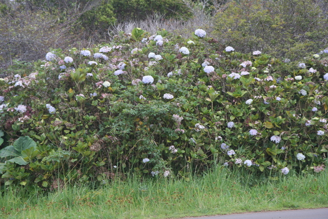 2008_10_10_Kauai_Waimea/img_0997.jpg