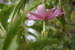 2008_10_10_Kauai_Waimea/img_1009.jpg