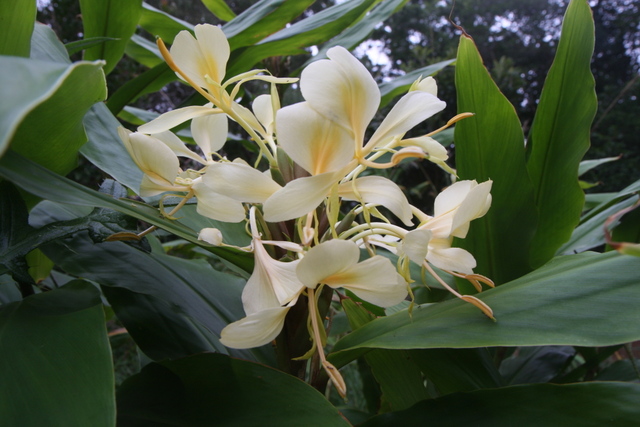 2008_10_10_Kauai_Waimea/img_1029.jpg