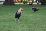 2008_10_Wailua_Falls_N_River/img_9920.jpg