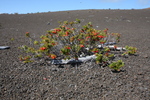 2008_11_27_DevastationTrail/img_3872.jpg