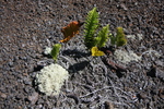2008_11_27_DevastationTrail/img_3885.jpg