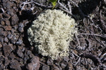 2008_11_27_DevastationTrail/img_3888.jpg