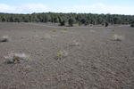2008_11_27_DevastationTrail/img_3898.jpg