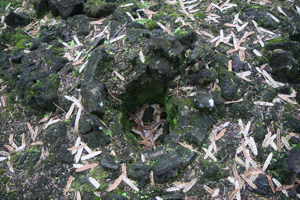 diaporamas/2008_11_27_LavaTreeStateMonument/img_4184.jpg