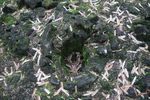 2008_11_27_LavaTreeStateMonument/img_4184.jpg