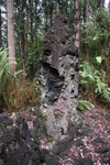 2008_11_27_LavaTreeStateMonument/img_4199.jpg