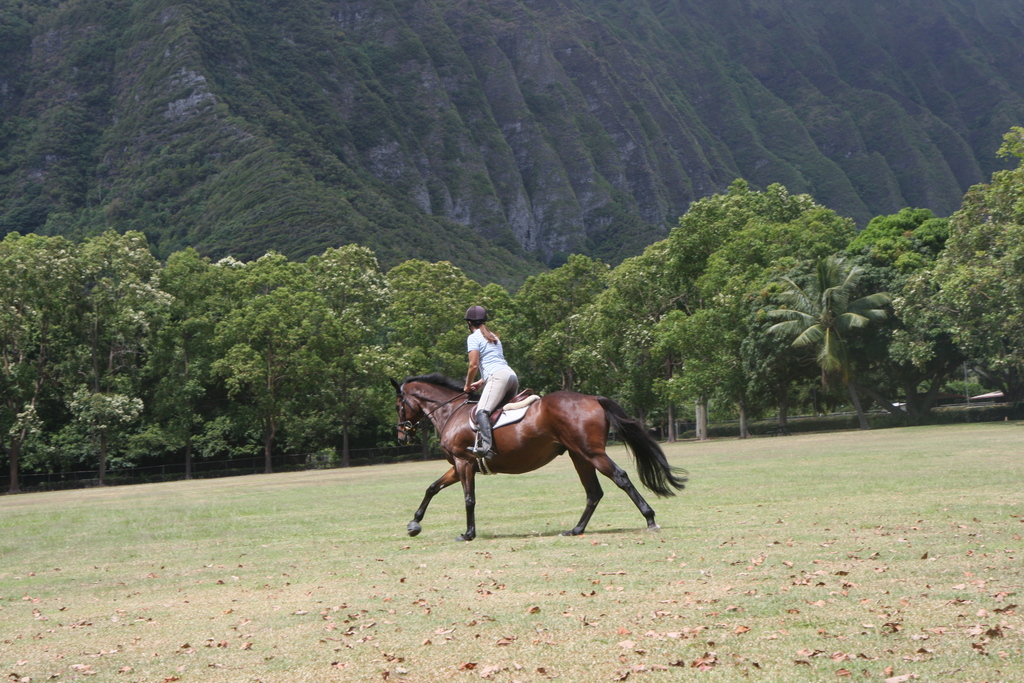 diaporamas/2009_07_04_Horses_BestOf/img_1201.jpg