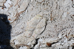 2010-07-16-WestThumb/img_7498.jpg