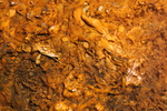 2010-07-16-WestThumb/img_7529.jpg