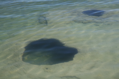 2010-07-16-WestThumb/img_7551.jpg