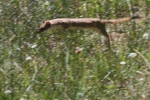 2010-07-16-WestThumb/img_7590s.jpg