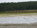 2010-07-18-LowerGeyserBasin/img_0699.jpg