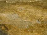 2010-07-18-LowerGeyserBasin/img_0705.jpg