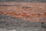 2010-07-18-LowerGeyserBasin/img_9376.jpg