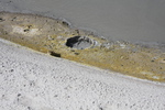 2010-07-18-MudVolcano/img_8685.jpg