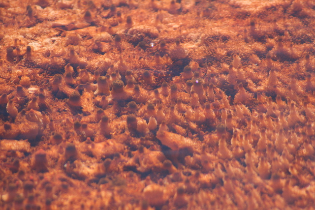 diaporamas/2010-07-19-MammothHotSprings/CVimg_9660.jpg