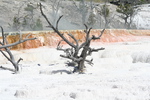 2010-07-19-MammothHotSprings/CVimg_9679.jpg