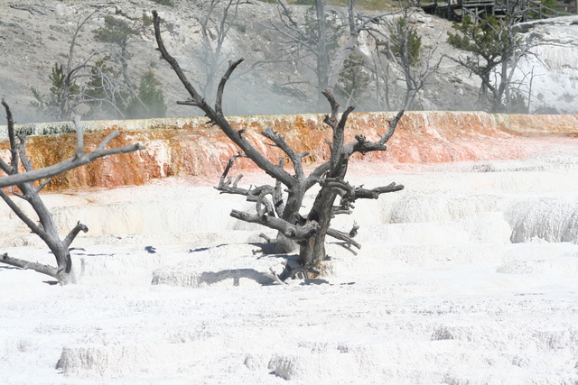 diaporamas/2010-07-19-MammothHotSprings/CVimg_9679.jpg