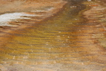 2010-07-19-MammothHotSprings/img_9608.jpg