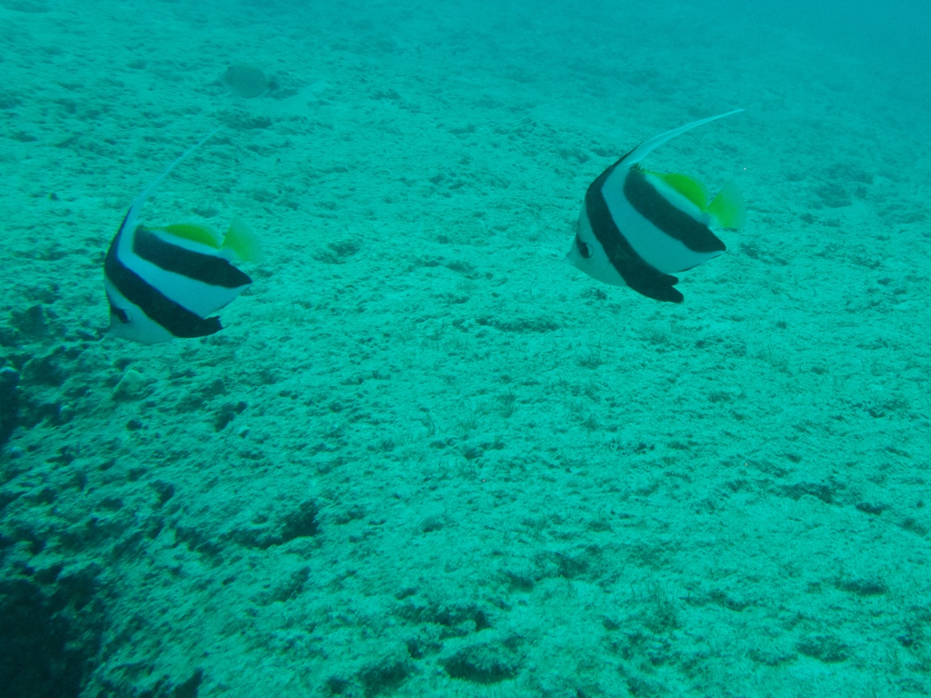 diaporamas/2014_10_25_BaptemePlongee/IMG_3112.jpg