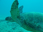 2014_10_25_BaptemePlongee/IMG_3116.jpg