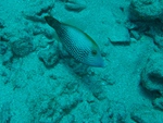 2014_10_25_BaptemePlongee/IMG_3123_1.jpg