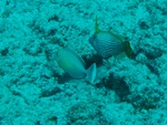 2014_10_25_BaptemePlongee/IMG_3126.jpg