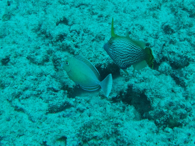 2014_10_25_BaptemePlongee/IMG_3126.jpg