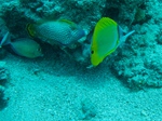 2014_10_25_BaptemePlongee/IMG_3129.jpg