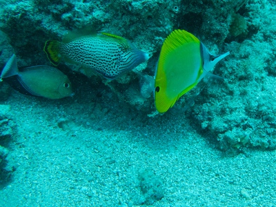 diaporamas/2014_10_25_BaptemePlongee/IMG_3129.jpg
