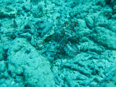diaporamas/2014_10_25_BaptemePlongee/IMG_3132.jpg