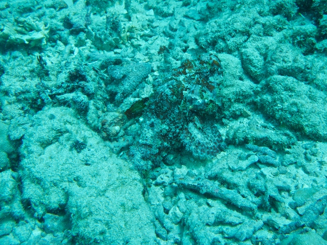 diaporamas/2014_10_25_BaptemePlongee/IMG_3132.jpg