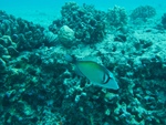 2014_10_25_BaptemePlongee/IMG_3137_1.jpg