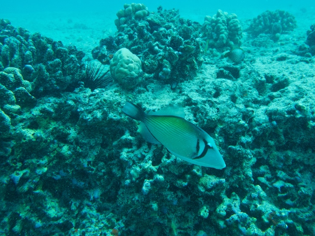 2014_10_25_BaptemePlongee/IMG_3137_1.jpg
